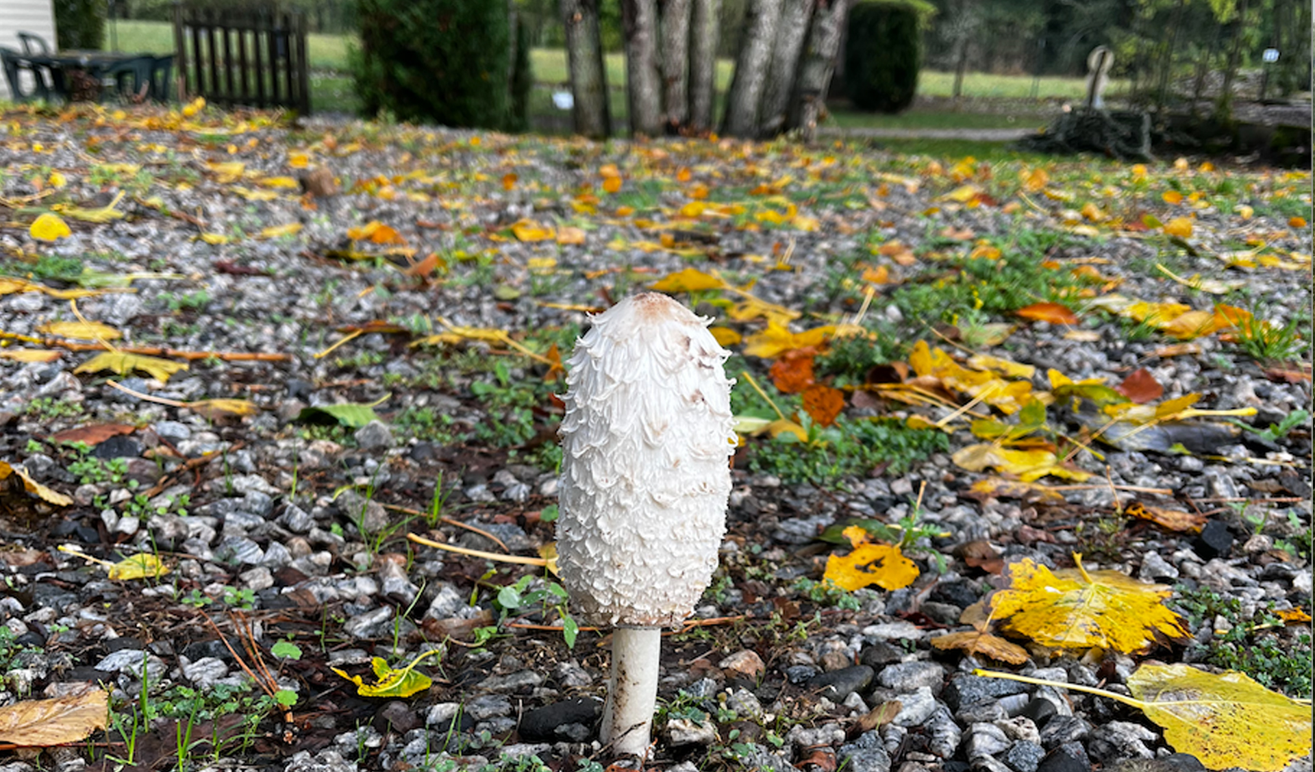 Kastanjes rapen en appel-kaneel geuren (nieuwsbrief)